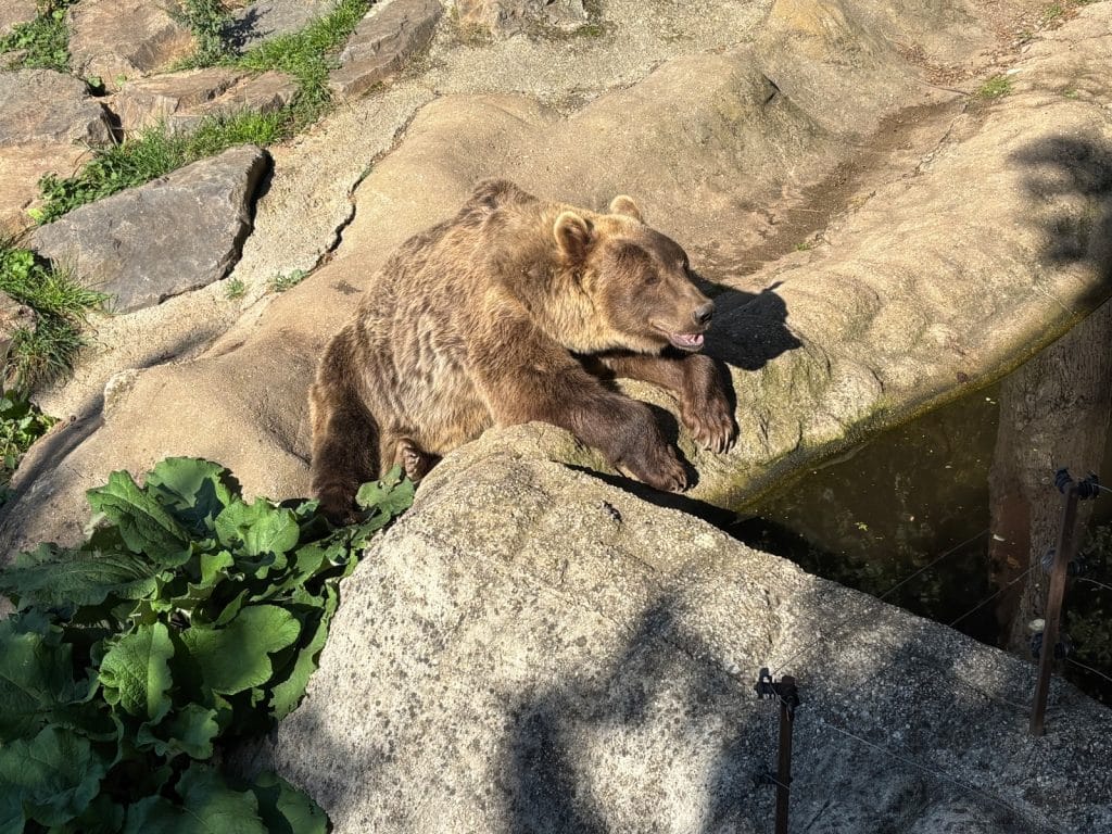 Braunbär in der Sonne im Zoo Pilsen
