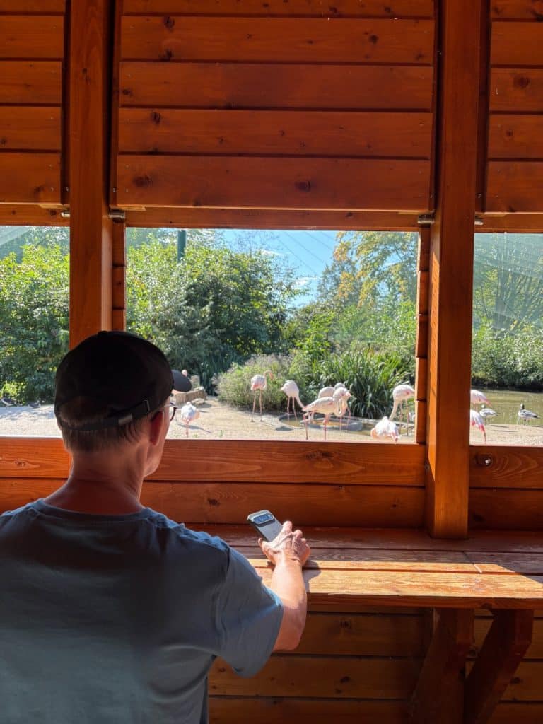 Flamingos beobachen im Zoo Pilsen