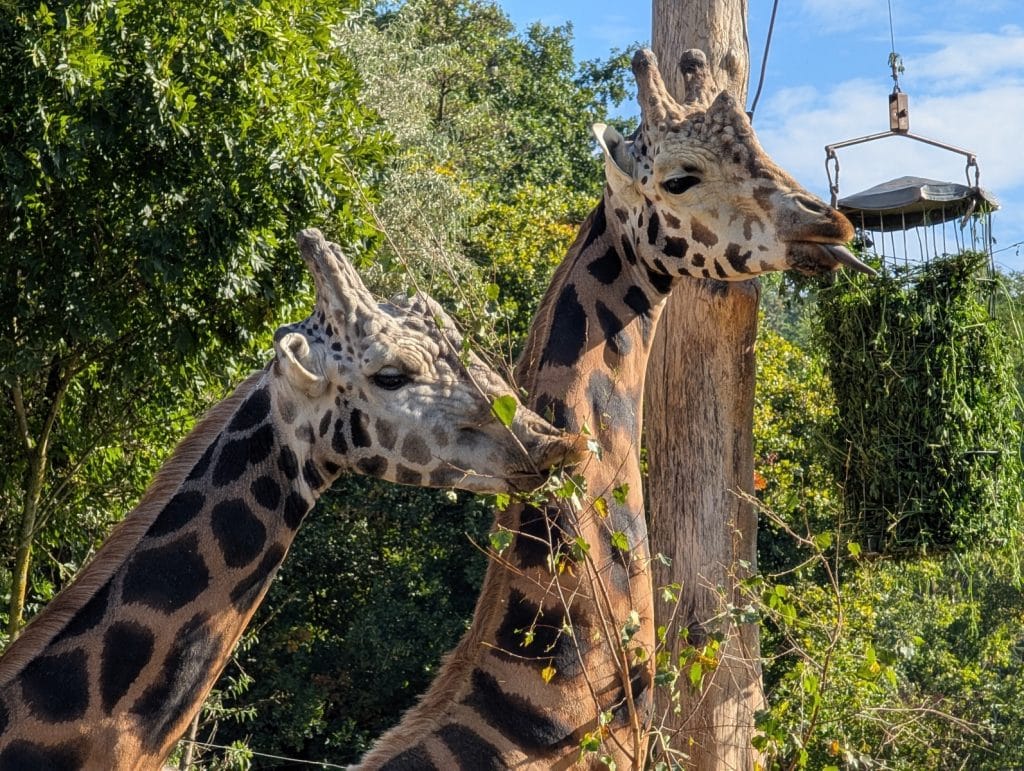Giraffen im Zoo Pilsen
