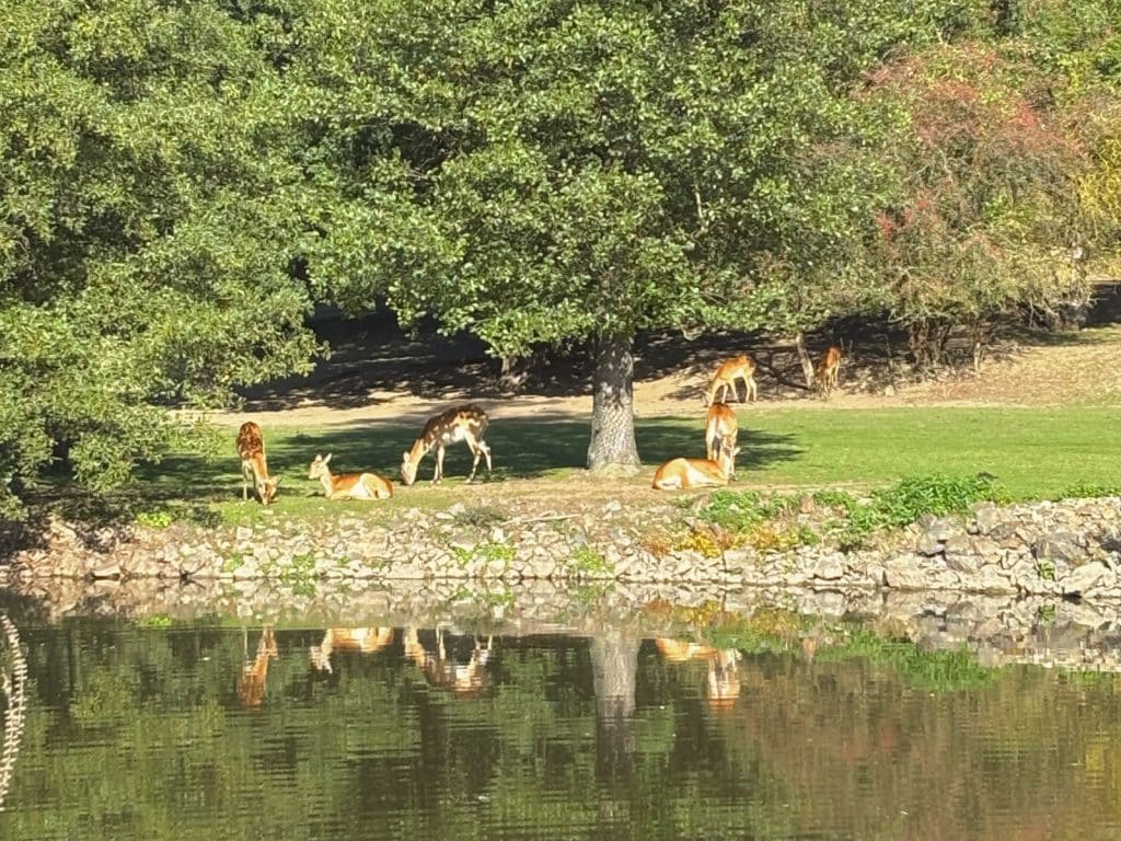Zoo Pilsen: weitläufige Tiergehege