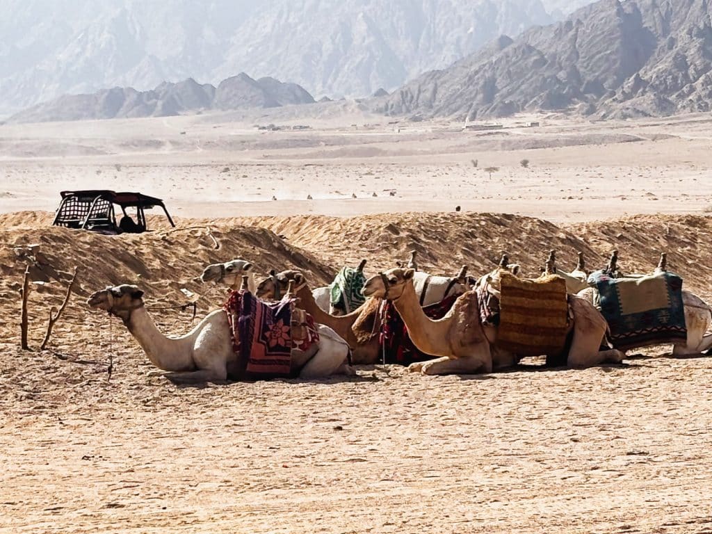 Urlaub in Ägypten: Eine Reihe von Kamelen mit bunten Satteldecken ruht in der ägyptischen Wüste, im Hintergrund sind Berge und ein Zelt zu sehen.