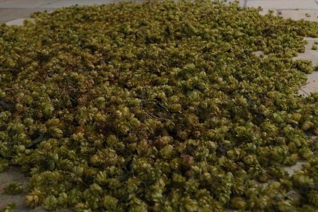 Bierbad Chodovar mit Hopfen