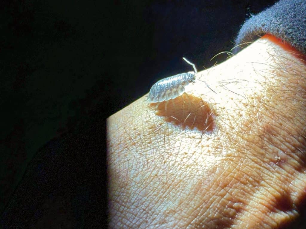 Bewohner der Ruien in Antwerpen