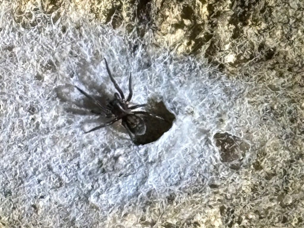 Spinnen in den Ruien von Antwerpen