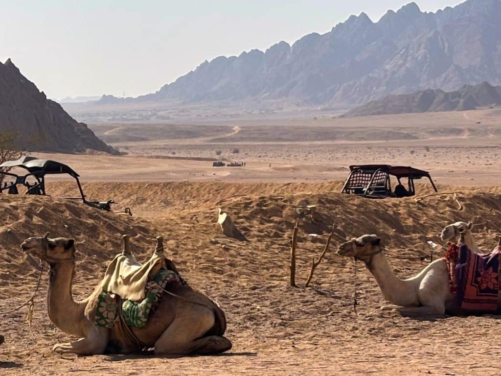 Zwei gesattelte Kamele ruhen im Vordergrund einer ägyptischen Wüstenlandschaft, während im Hintergrund Quads für eine Tour bereitstehen und schroffe Berge den Horizont säumen.