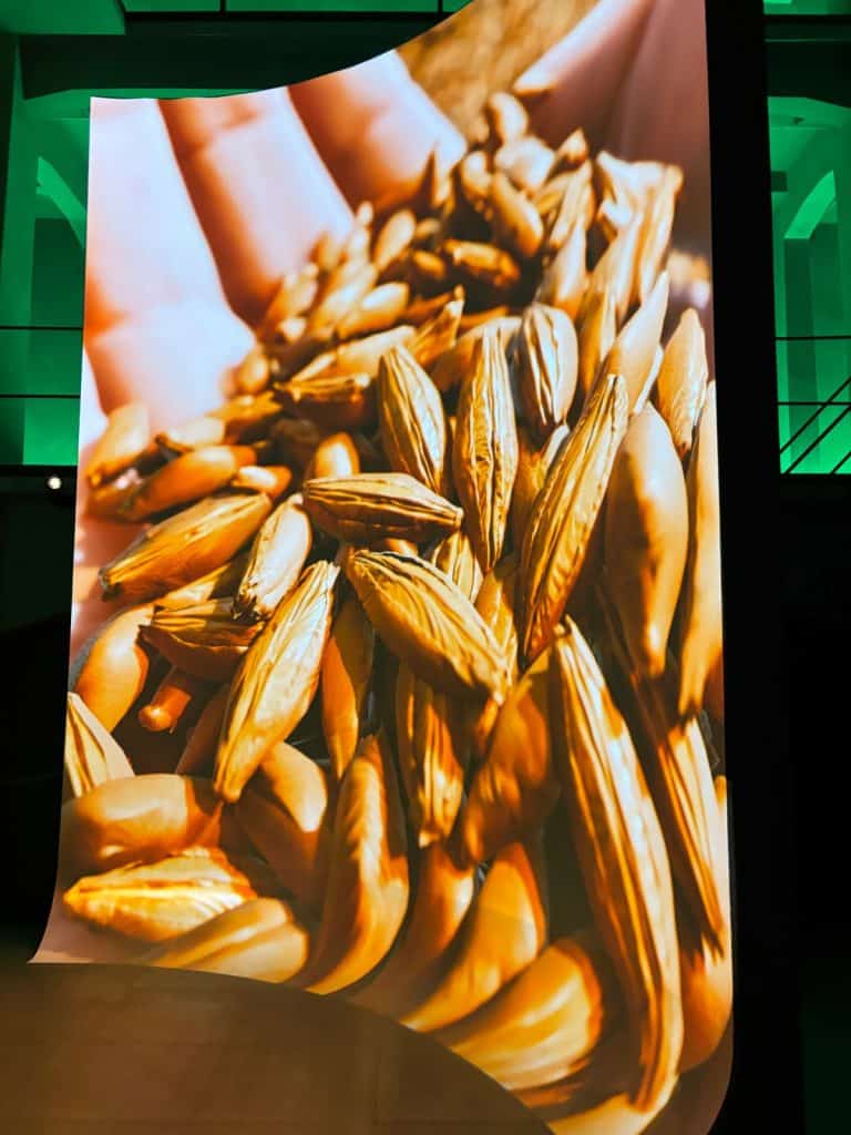 Eine multimediale Projektion in der Brauerei in Pilsen zeigt eine extreme Nahaufnahme einer Hand, die eine Fülle von goldenen Gerstenkörnern hält.