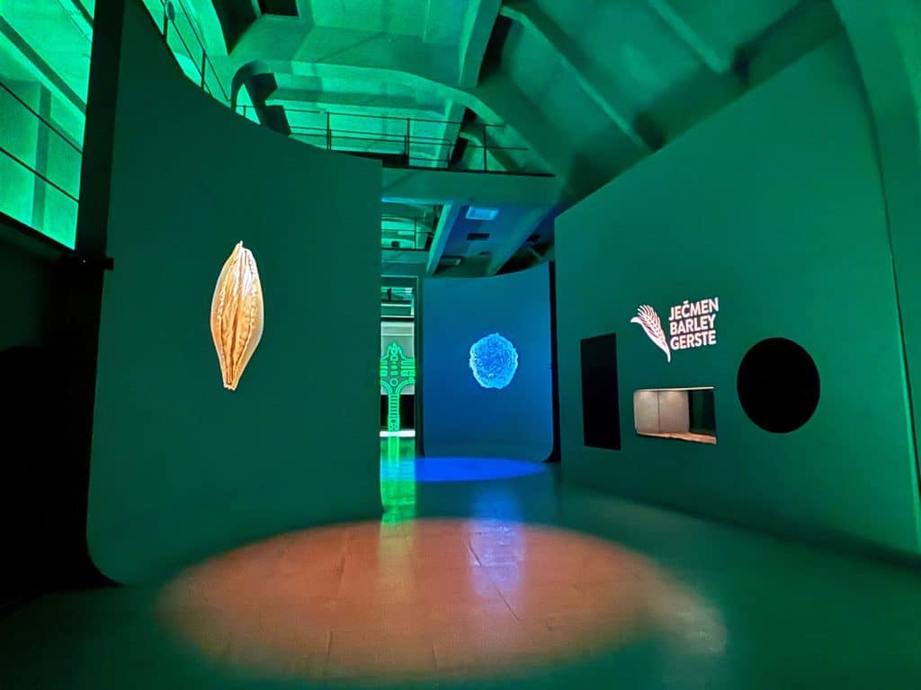 Eine modern gestaltete Wissensausstellung in der Pilsen Brauerei mit grün beleuchteten, geschwungenen Wänden, die Informationen zu Gerste in verschiedenen Sprachen sowie großformatige Projektionen von Getreidekörnern zeigen. Im Vordergrund beleuchtet ein runder Lichtkegel den Boden des industriell anmutenden Raumes.