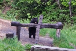 Ein Schwarzbär steht in Tadoussac auf seinen Hinterbeinen in einem Waldgebiet.