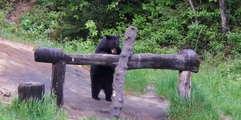 Ein Schwarzbär steht in Tadoussac auf seinen Hinterbeinen in einem Waldgebiet.