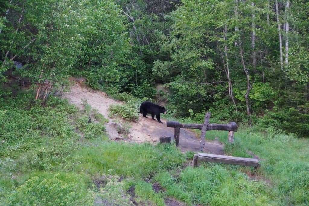 Ein schwarzer Bär läuft über einen sandigen Pfad in einer bewaldeten Hügellandschaft bei Tadoussac.