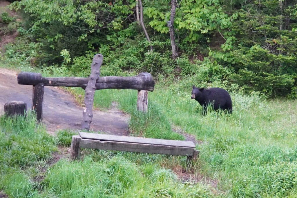 Ein Schwarzbär steht auf einer grünen Wiese am Waldrand von Tadoussac in der Nähe einer hölzernen Bank und einer rustikalen Zaunkonstruktion.