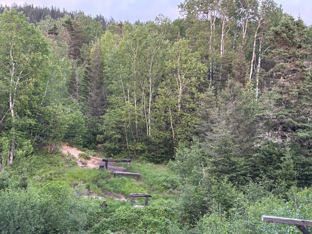 Ein Blick auf einen Beobachtungsort für Schwarzbären in Tadoussac, der eine Lichtung mit hölzernen Futterstellen inmitten eines dichten, grünen Mischwaldes zeigt.