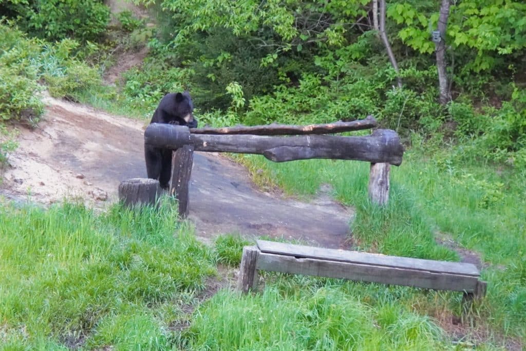 Schwarzbären-Beobachtung bei Tadoussac: Ein Schwarzbär steht an einem hölzernen Futtertrog im Wald und frisst.