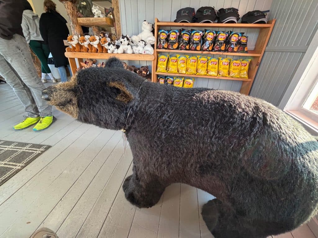 Ein großer, lebensnaher Plüsch-Schwarzbär steht im Vordergrund des Infocenters in Tadoussac.