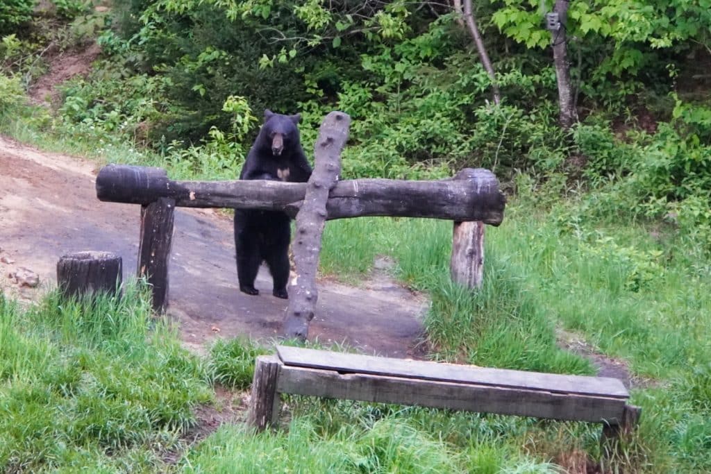 Schwarzbären-Beobachtung bei Tadoussac: Ein junger Schwarzbär steht in einem Waldgebiet aufrecht hinter einer rustikalen Holzbarriere.