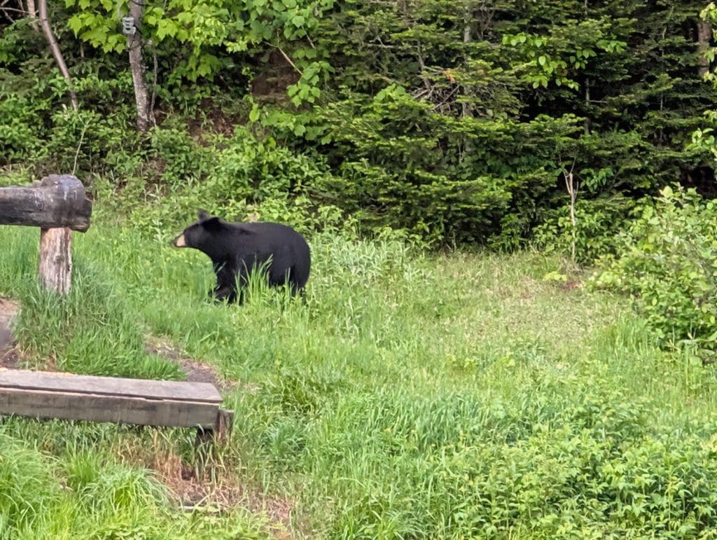 Ein junger Schwarzbär läuft in Tadoussac über eine grüne Wiese am Waldrand.