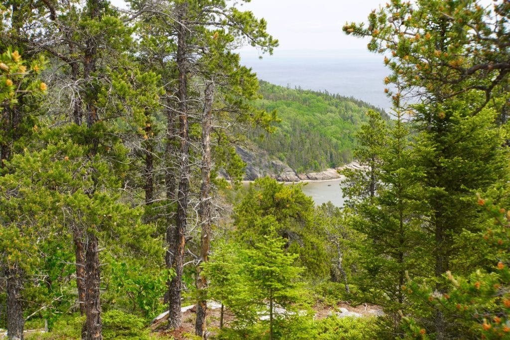 Blick durch dichte Nadelbäume auf die bewaldete Küstenlinie und das Wasser bei einer Wanderung nahe der Dünen von Tadoussac.