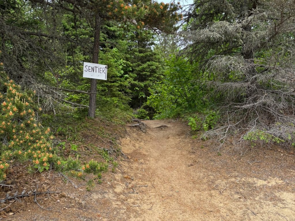 Ein schmaler, sandiger Wanderweg führt durch einen dichten Nadelwald, markiert durch ein weißes Schild mit der Aufschrift „SENTIER“ und einem Richtungspfeil an einem Baumstamm.