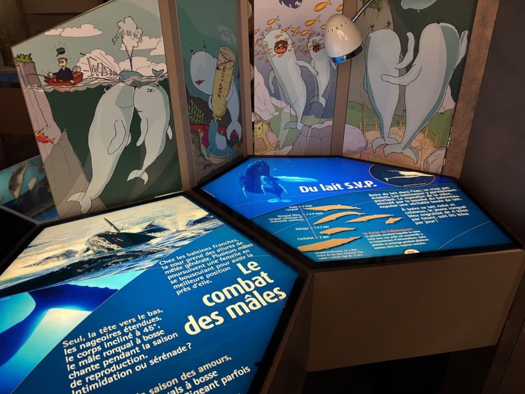 Tadoussac Sehenswürdigkeiten: Eine interaktive Ausstellungsstation im Museum zeigt beleuchtete Informationstafeln über Wale, ergänzt durch humorvolle Illustrationen an der Rückwand, die das Sozialverhalten und die Aufzucht der Tiere thematisieren.