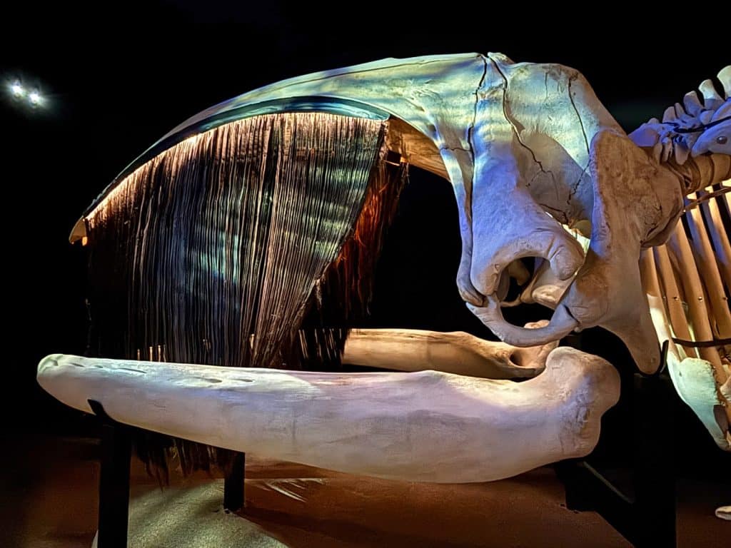 Tadoussac Sehenswürdigkeiten: Ein Walschädel im Museum zeigt den massiven Ober- und Unterkiefer mit den herabhängenden, dunklen Bartenplatten des Filtrierapparates.