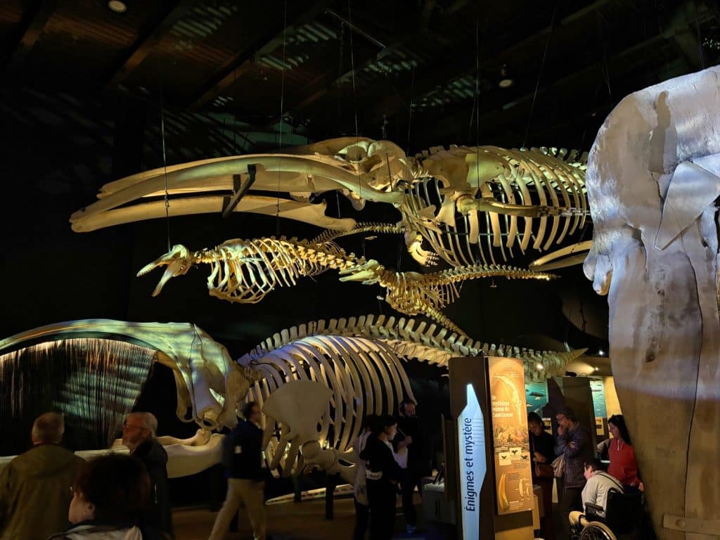 In einem abgedunkelten Ausstellungsraum des MMIC hängen mehrere imposante Walskelette unterschiedlicher Größe von der Decke, während Besucher die Exponate und Informationstafeln betrachten.