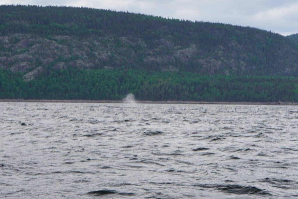 Ein Blick über die raue Wasseroberfläche bei einer Waltour in Tadoussac, bei der in der Ferne vor einer bewaldeten Hügelkette die erste Fontäne eines Wals aufsteigt.