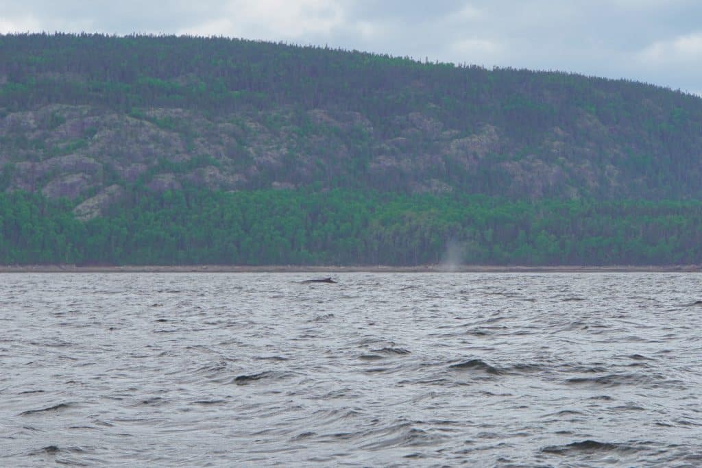 Eine Walflosse ragt während einer Waltour bei Tadoussac aus dem unruhigen Wasser vor einer bewaldeten, felsigen Küstenlinie empor.