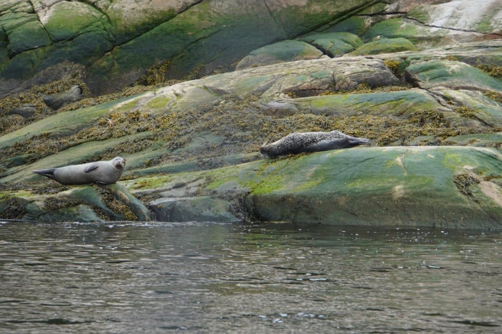 Zwei Seehunde ruhen auf den moosbewachsenen Felsen an der Küste von Kanada.