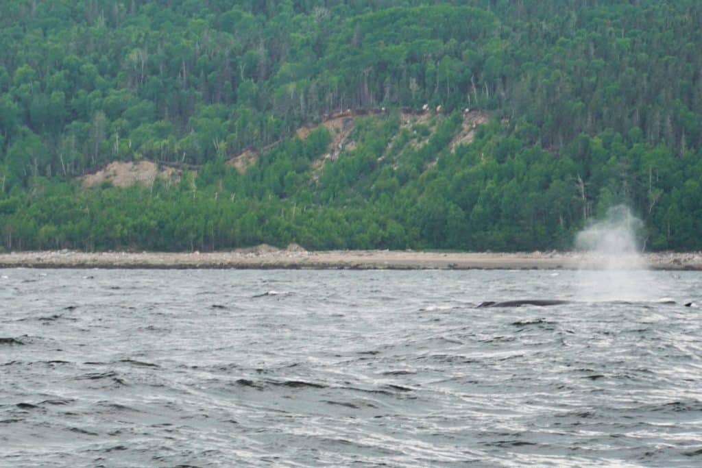 Ein Wal taucht vor der bewaldeten Küste von Tadoussac auf und stößt eine deutlich sichtbare Fontäne aus dem Blasloch aus.