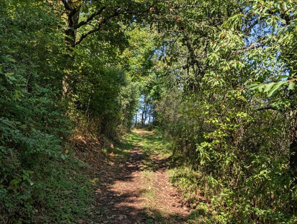 Ein schmaler, von Bäumen und dichtem Gebüsch gesäumter Waldweg führt in Tschechien bergauf zur Burg Hartenstein.