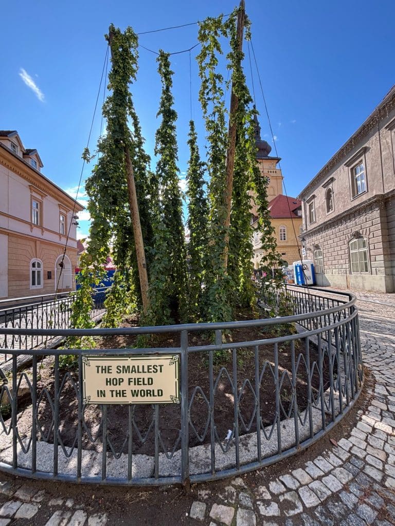 Das kleinste Hopfenfeld der Welt in Žatec, bestehend aus mehreren hohen Hopfenranken in einer runden, umzäunten Anlage inmitten einer historischen Altstadt mit Kopfsteinpflaster. Ein Schild am Metallzaun trägt die englische Aufschrift „THE SMALLEST HOP FIELD IN THE WORLD“.