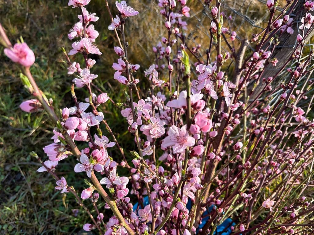 Nahaufnahme von blühenden Pfirsichbäumen mit zahlreichen rosa Blüten an den Zweigen während einer Wanderung bei Neef.