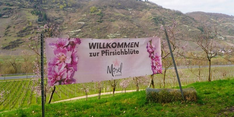 Ein rosa Banner mit der Aufschrift „WILLKOMMEN zur Pfirsichblüte – Mosel erblüht“ steht auf einer Wanderung bei Cochem vor einem Weinberg und bewaldeten Hügeln.