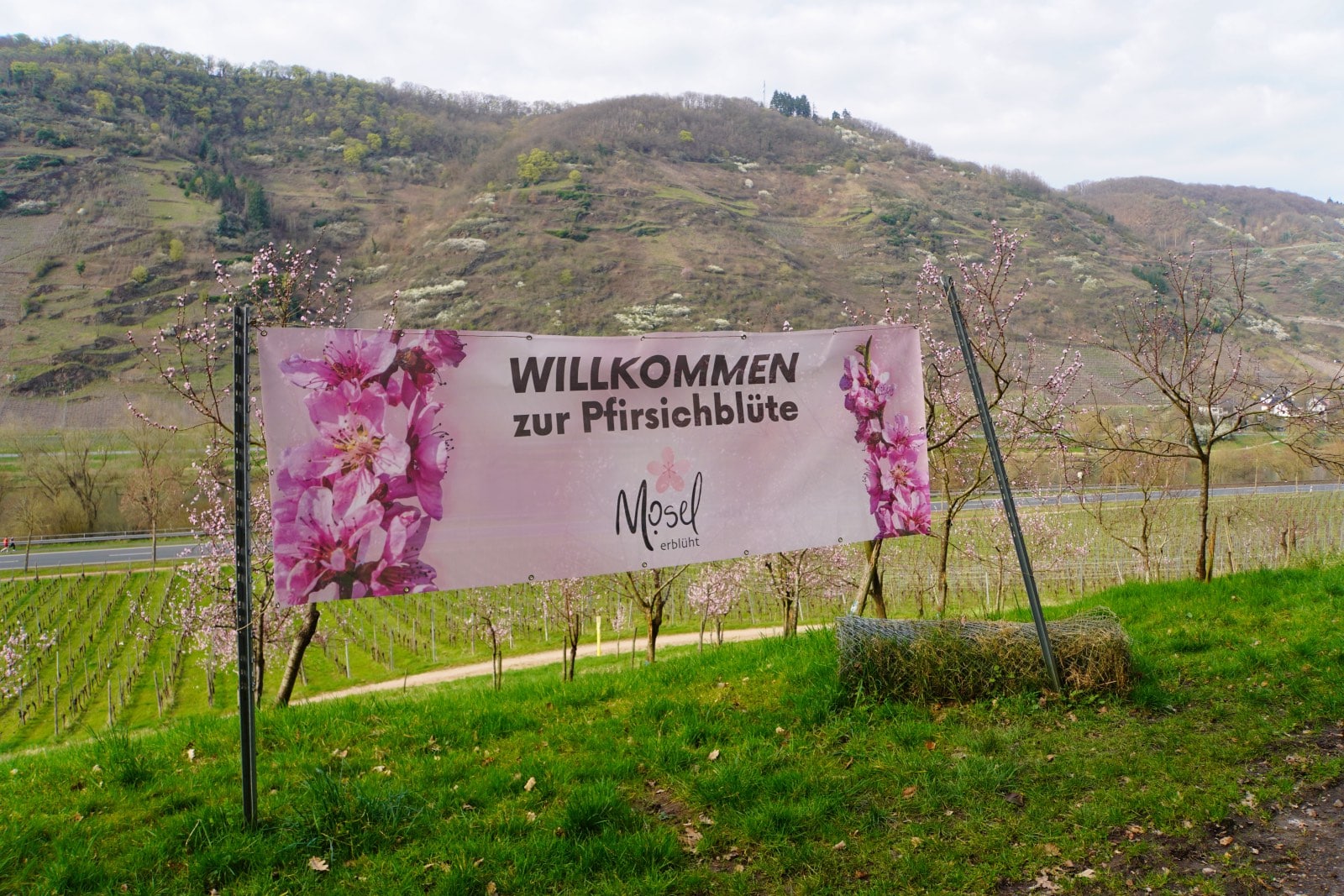 Frühlingszauber an der Mosel: Wanderung zur Pfirsichblüte von Cochem nach Ernst