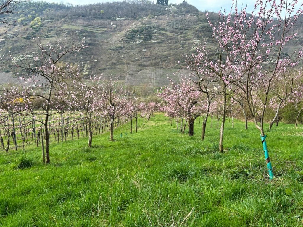 Blühende Obstbäume mit zartrosa Blüten stehen auf einer grünen Wiese vor den terrassierten Weinbergen bei einer Wanderung in Cochem.