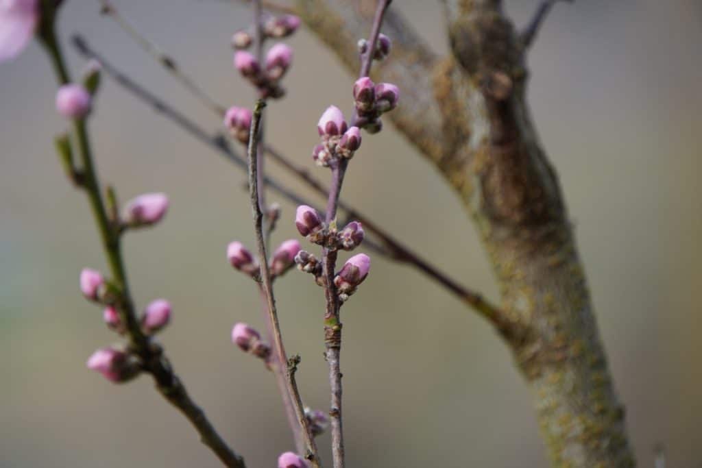 Wandern Mosel Frühling
Nahaufnahme von zartrosa Blütenknospen an dünnen Zweigen eines Baumes während einer Wanderung bei Cochem im Frühling.