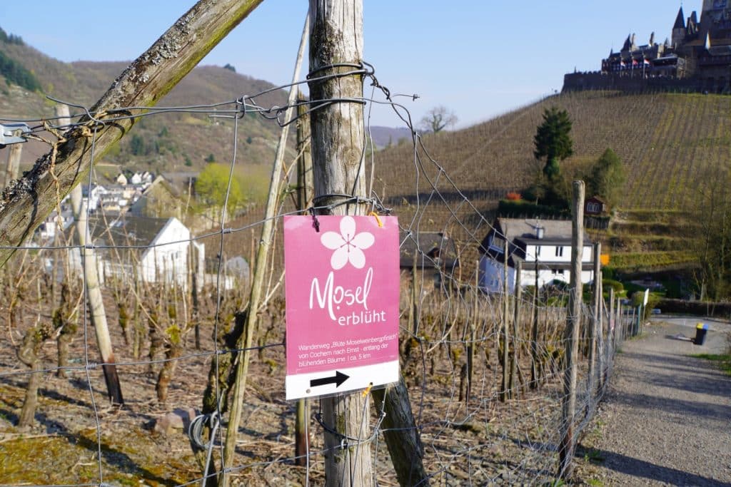 Ein pinkfarbenes Hinweisschild mit der Aufschrift „Mosel erblüht“ und einem Pfeil weist den Weg für eine Wanderung bei Cochem, im Hintergrund sind Weinberge und die Reichsburg zu sehen.