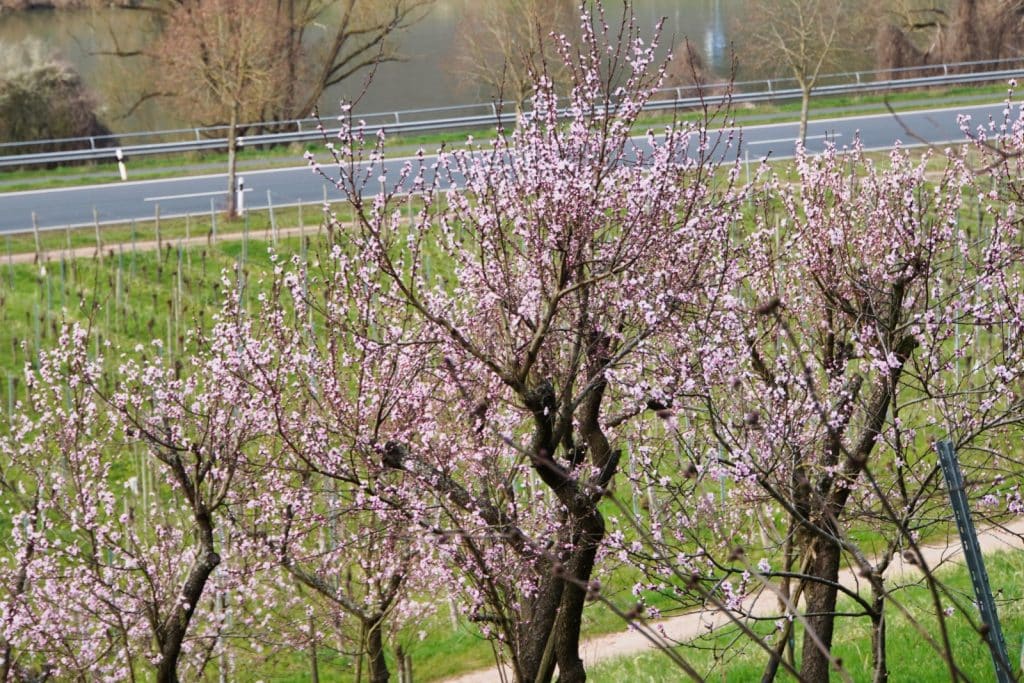 Blühende rosa Pfirsichbäume säumen einen Wanderweg bei Cochem, im Hintergrund sind eine Straße und ein Flusslauf erkennbar.