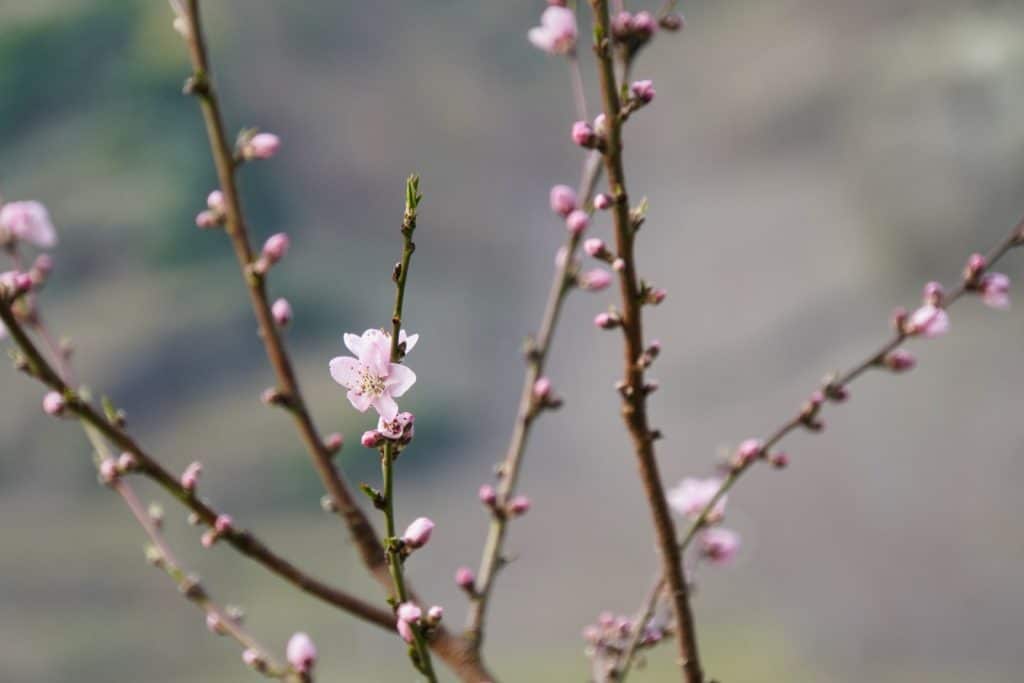 Nahaufnahme einer zartrosa Pfirsichblüte an einem dünnen Zweig während einer Wanderung bei Cochem, umgeben von zahlreichen noch geschlossenen Knospen vor einem weichgezeichneten Hintergrund.