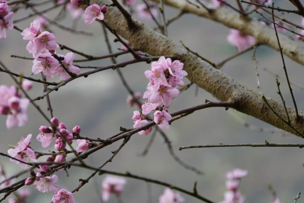 Wandern Mosel Frühling: Nahaufnahme von zartrosa Weinbergpfirsichblüten, die an den dünnen, dunklen Zweigen eines Baumes vor einem unscharfen, grauen Hintergrund blühen.