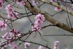 Nahaufnahme von zartrosa Weinbergpfirsichblüten, die an den dünnen, dunklen Zweigen eines Baumes vor einem unscharfen, grauen Hintergrund blühen.