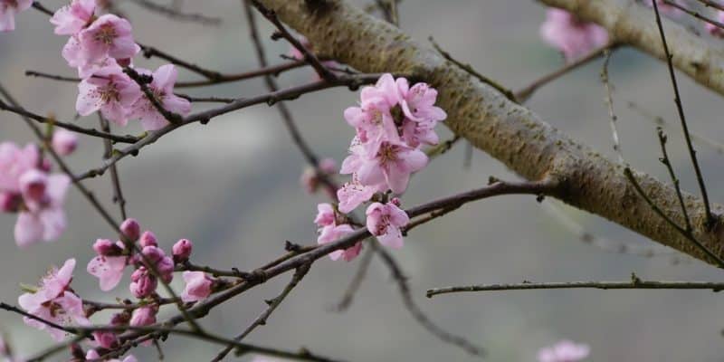 Nahaufnahme von zartrosa Weinbergpfirsichblüten, die an den dünnen, dunklen Zweigen eines Baumes vor einem unscharfen, grauen Hintergrund blühen.