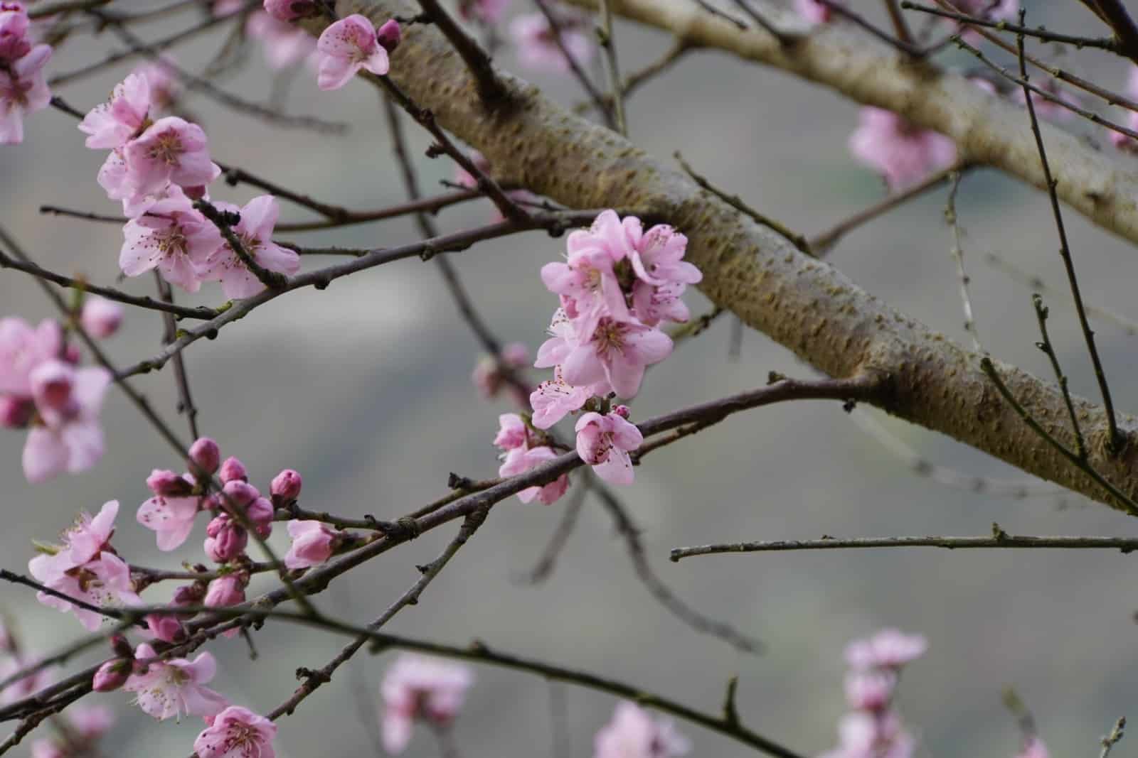 Wandern an der Mosel im Frühling: Pfirsichblüten-Wanderung von Neef nach Ediger-Eller