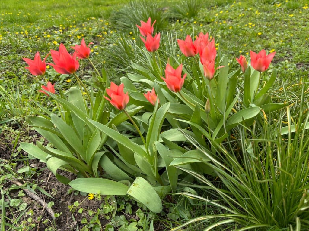 Wandern Mosel Frühling
Eine Gruppe leuchtend roter Wildtulpen mit spitz zulaufenden Blütenblättern blüht im Frühling inmitten von grünen Blättern und einer Wiese mit kleinen gelben Blumen an der Mosel.