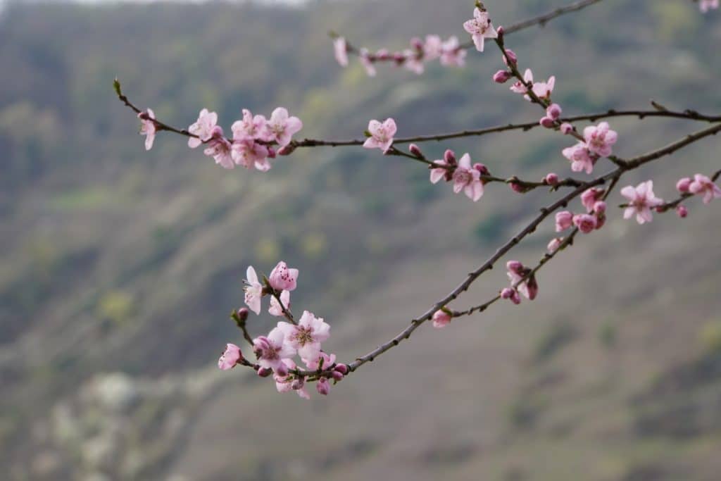 Wandern Mosel Frühling: Zartrosa Pfirsichblüten blühen an dunklen, filigranen Zweigen vor einem weichgezeichneten, hügeligen Hintergrund.