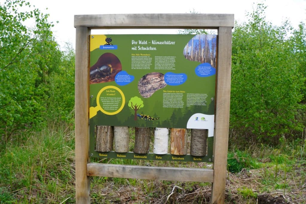 Eine hölzerne Infotafel am Möhnesee zum Thema „Der Wald – Klimaschützer mit Schwächen“ zeigt Illustrationen von Insekten und Bäumen sowie sechs verschiedene Baumstamm-Proben zum Anfassen im unteren Bereich. Die Tafel steht in einer bewachsenen Naturlandschaft mit jungen Birken im Hintergrund.