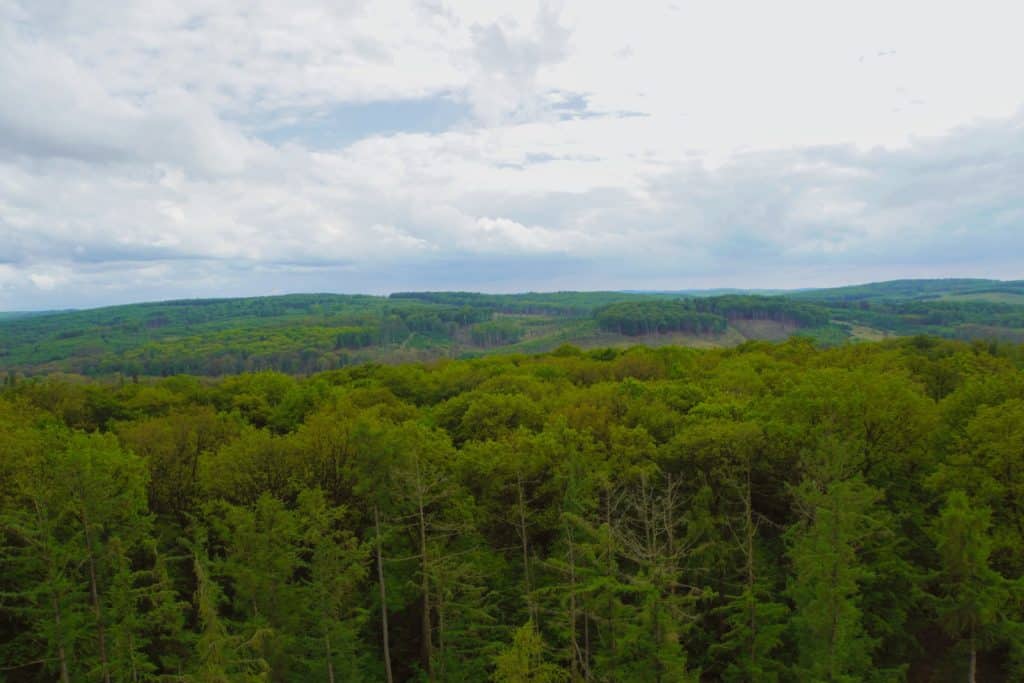 Ein weiter Blick über die dichten, grünen Baumkronen der hügeligen Waldlandschaft am Möhnesee unter einem bewölkten Himmel.