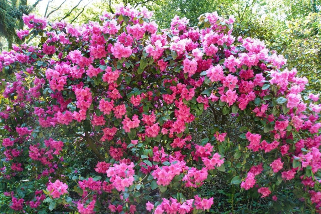 Ein üppig blühender, großer Rhododendronstrauch mit unzähligen leuchtend rosa Blüten im Kurpark von Bad Sassendorf.
