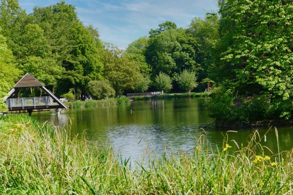 Blick über den See im Kurpark von Bad Sassendorf auf eine hölzerne Aussichtsplattform am Ufer, umgeben von dichten grünen Bäumen und Gräsern unter blauem Himmel.