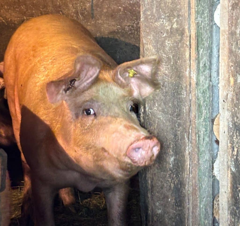 Ein hellbraunes Emilia-Schwein aus der Region Timiș blickt neugierig aus einem rustikalen Holzstall hervor.
